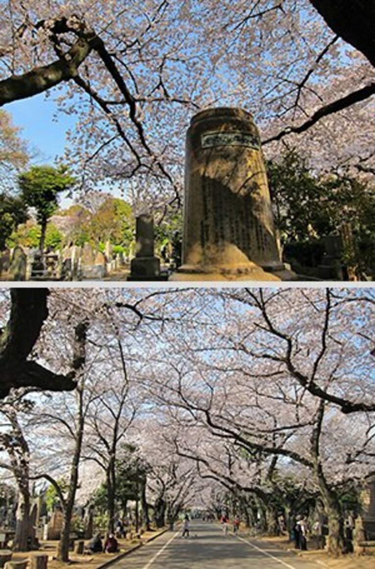 宴会自粛の千鳥ヶ淵、上野、谷中。桜の下で震災後の日本を考えた。(9)