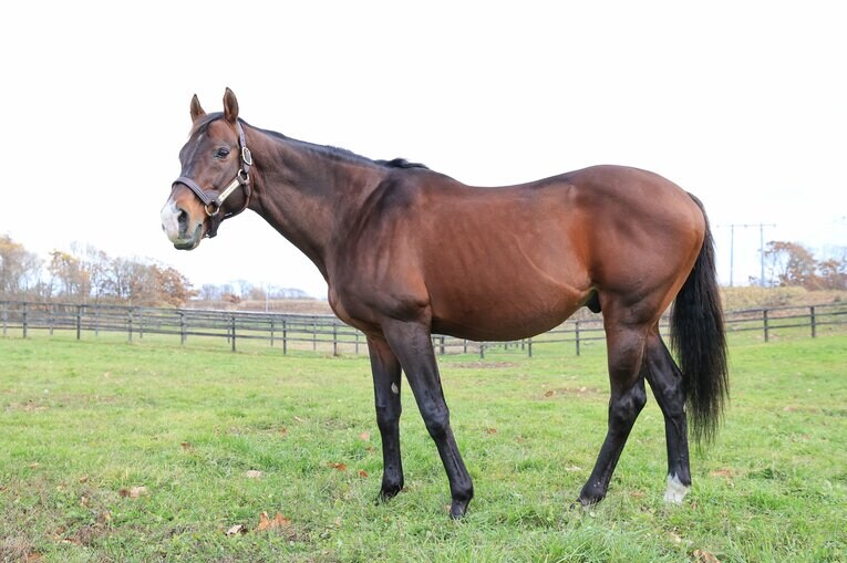 2006年のダービーをはじめGⅠ4勝のメイショウサムソンも、引退馬協会の“広報部員”の一員となった　©Daisuke Asauchi