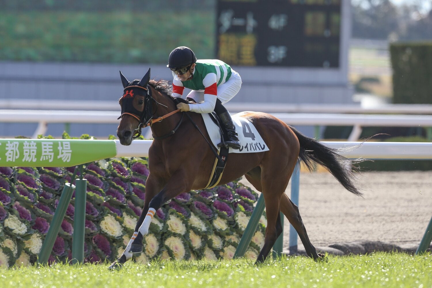 新馬戦(1600m)を快勝したレイパパレ。マイルは得意距離だ ©AFLO