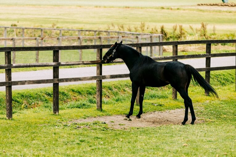 ローズキングダム　©Kiichi Matsumoto