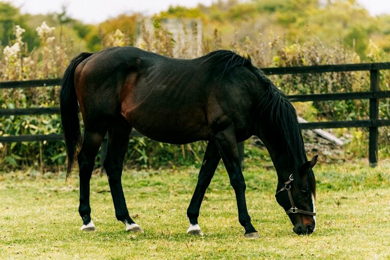 タニノギムレット　©Kiichi Matsumoto