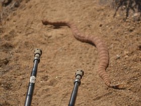 出た! これが噂のガラガラヘビ。