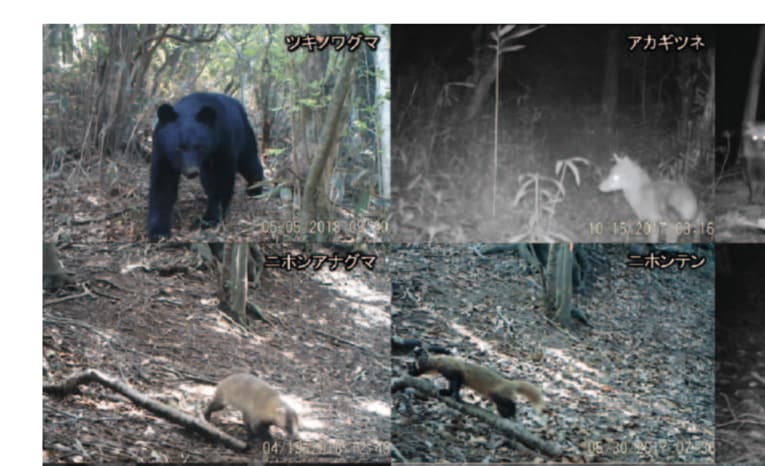 【これがその写真】70年以上の時をへて箱根の山で確認されたツキノワグマ。成獣と見られる（關教授提供の資料より）