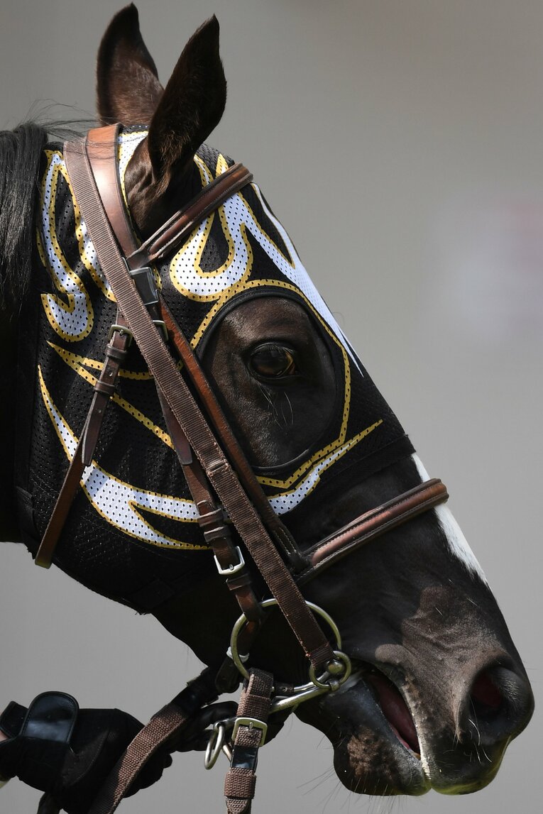 パドックでのエルデスペラード号　©Masashi Hara