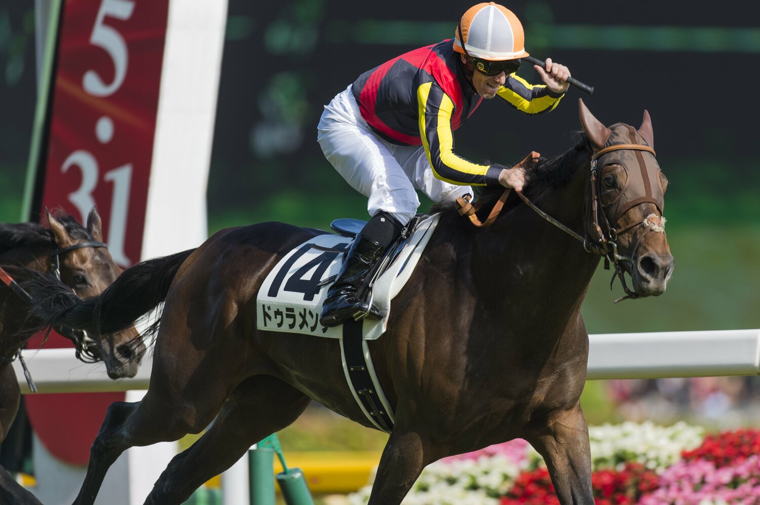 2015年皐月賞、ダービーを制し、2冠馬となったドゥラメンテ。残り1冠の菊花賞をタイトルホルダーが制した　©Takuya Sugiyama