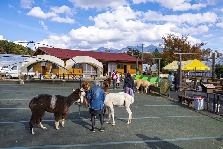 八ヶ岳アルパカ牧場のアルパカたち