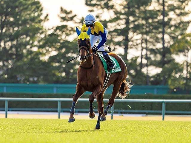 武豊40周年　ボブルヘッド　競馬 海外を見ても類例は…」 武豊（52）が前人未到の36年連続重賞勝利で