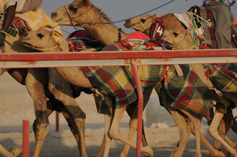 ラクダレース　©Bungeishunju