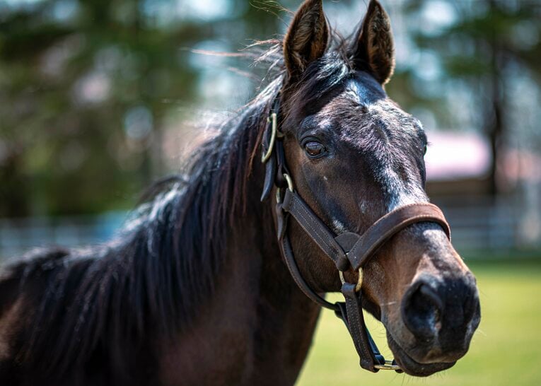 2004年の競馬界を席巻した地方馬コスモバルク　©Takuya Sugiyama