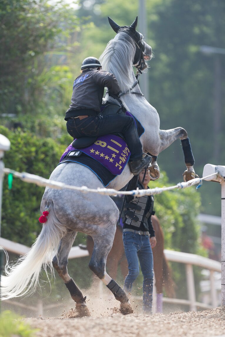 「二足歩行」するゴールドシップ（1枚目／全2枚）　©Getty Images