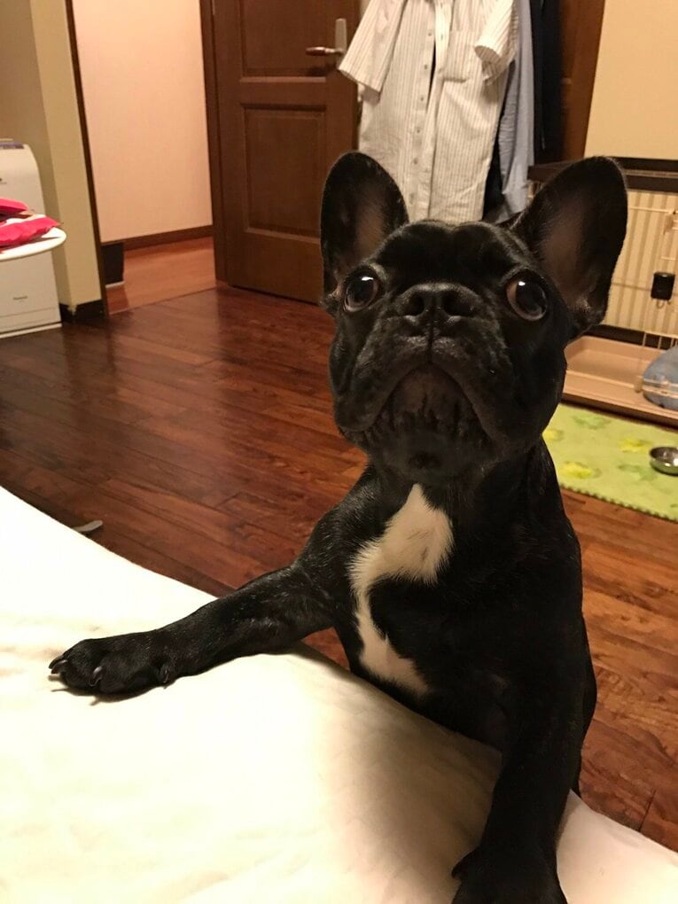 かつて緒方家が飼っていた犬、その名も「優勝」。緒方孝市が監督を退任した日に亡くなった（写真=事務所提供）