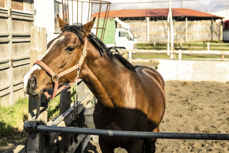 「最後のトウカイテイオー産駒」キセキノテイオー。7歳で競走馬デビューを目指している　©Kiichi Matsumoto