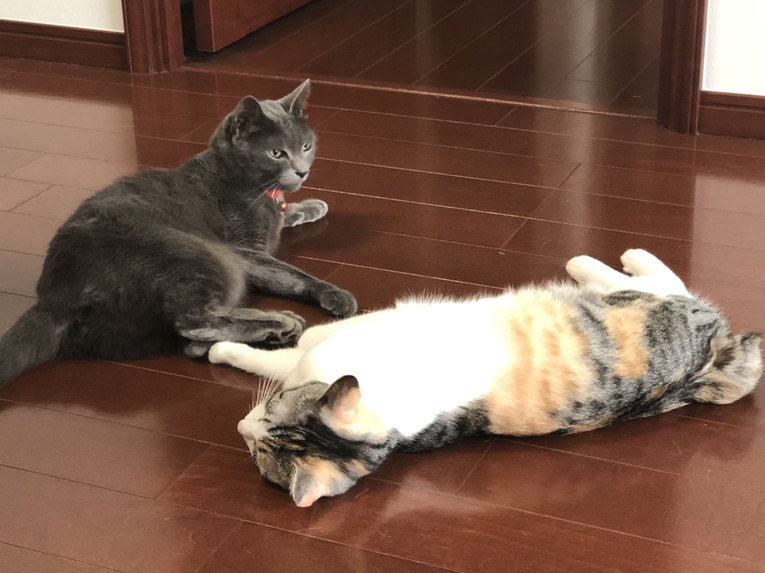 「ボクサーはなぜ猫好きなのか？」猫パンチを食らっても愛する内山高志が答える…女性のタイプもネコ系!?《拳四朗は猫ケーキ発注》(13)