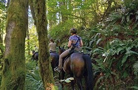 馬が来たら道を譲る、これがアメリカのトレイルでのルール。 