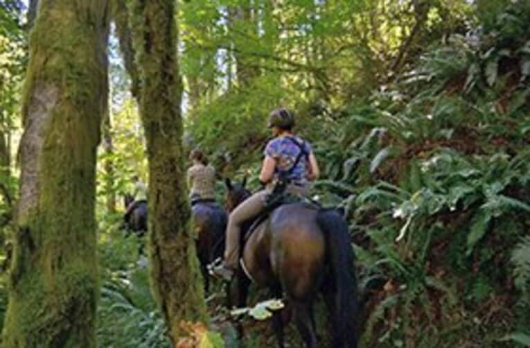 馬が来たら道を譲る、これがアメリカのトレイルでのルール。 