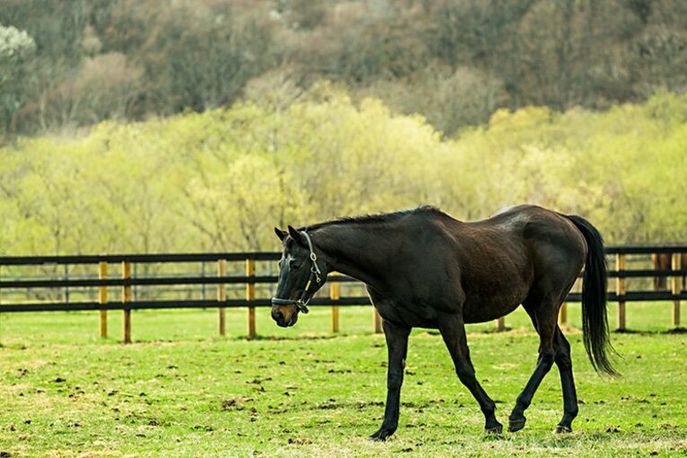 「3強」ビワハヤヒデ、ナリタタイシンは老衰で……。30歳、ウイニングチケットはどうしている？(4) ／ photograph by Kei Taniguchi