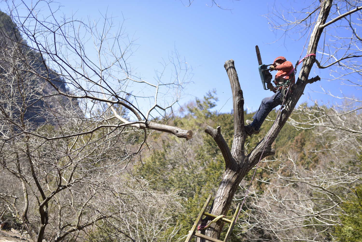 チェーンソーで木を切る服部さん　©Masato Kameda