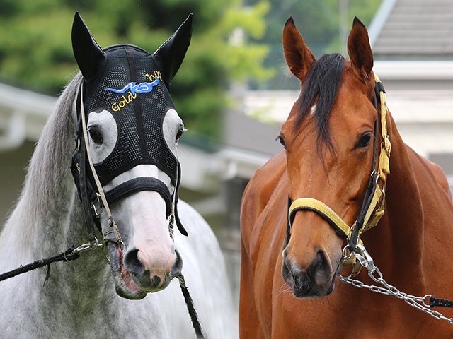 エアソミュール Number Web ナンバー