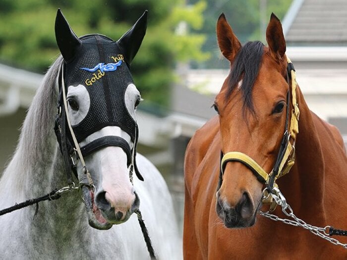 GI馬4頭出走の豪華GII札幌記念。凱旋門賞をにらむ2頭はどう走る？＜Number Web＞ photograph by Yuji Takahashi