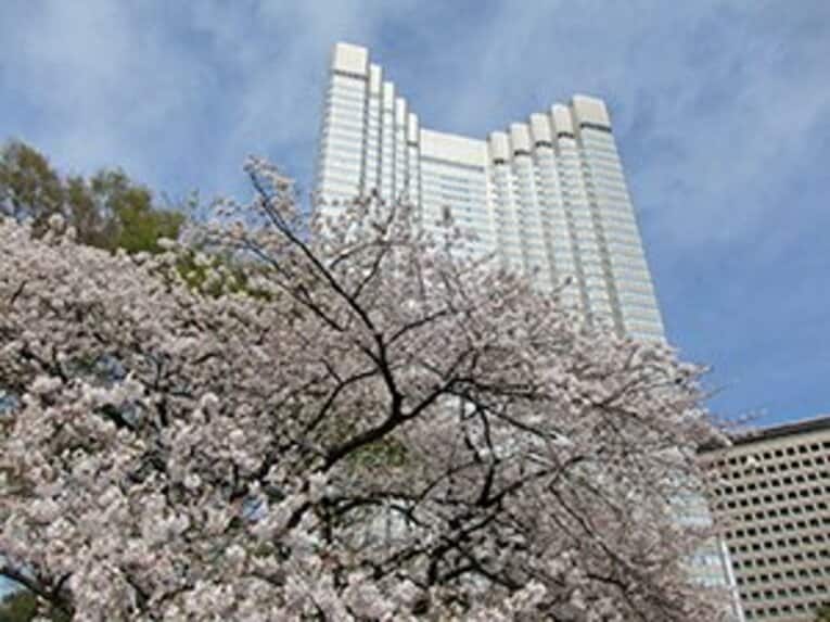 宴会自粛の千鳥ヶ淵、上野、谷中。桜の下で震災後の日本を考えた。(3)