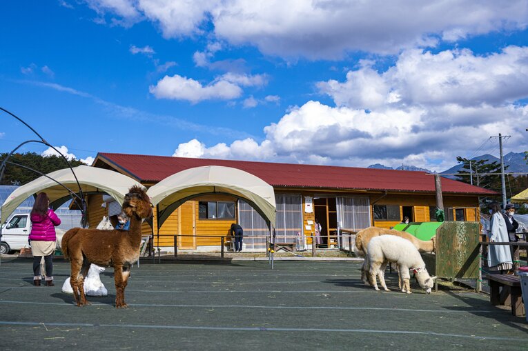 八ヶ岳アルパカ牧場のアルパカたち