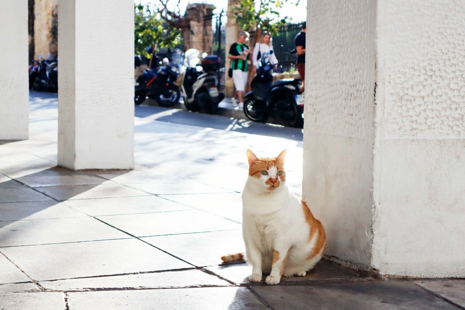 猫の後ろには、アウェイユニ着用のブライトンサポーター