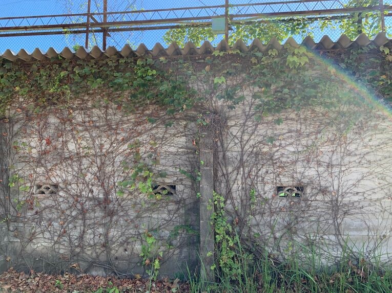バックネット裏の観覧席には甲子園由来と言われるツタがからまる　©Katsuharu Uchida
