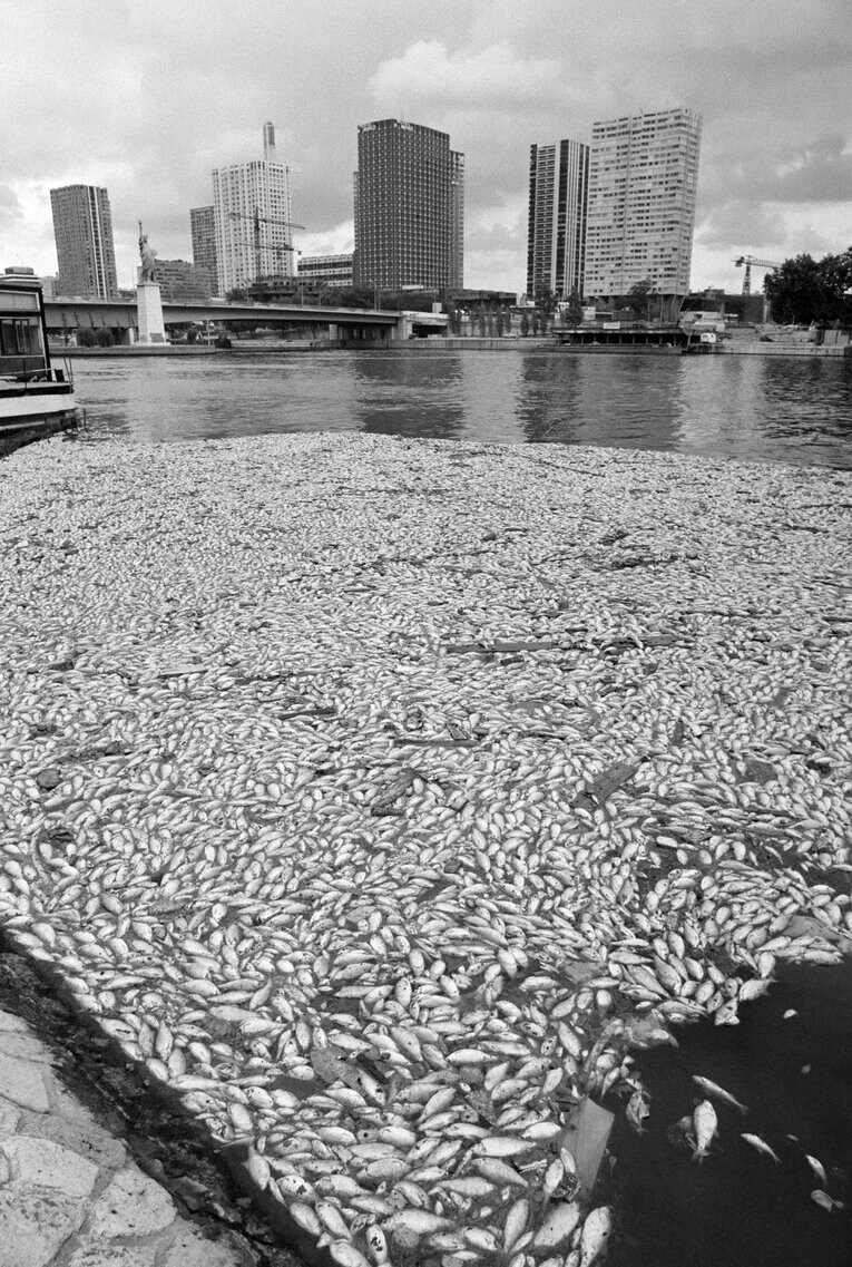 1976年、原因不明の水質汚染で魚が大量死　©Getty Images