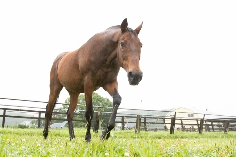 生まれ故郷の渡辺牧場で余生を過ごすナイスネイチャ　©Daisuke Asauchi