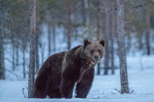 【前編はこちら】「マユ。マユはどこだ！」8人の死者を出したヒグマによる惨劇「三毛別事件」の幕明け