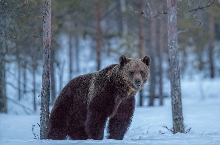 「マユ。マユはどこだ！」8人の死者を出したヒグマによる惨劇「三毛別事件」の幕明け(1) ／ photograph by Getty Images
