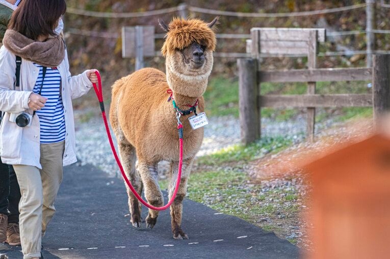 八ヶ岳アルパカ牧場のアルパカたち
