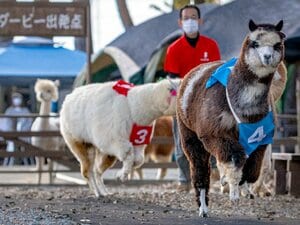 最高時速は“競走馬並み”の60キロ！“ある目的”でモフモフのアルパカが爆走する癒しレースに密着《馬券ならぬ「パカ券」も買える》