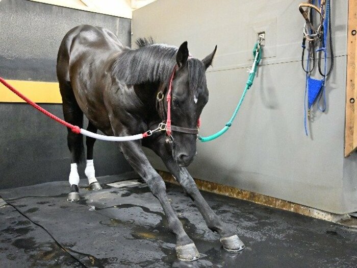 ＜菊花賞＞初の父子牡馬3冠なるか　コントレイル、“偉大な父”ディープインパクト超えへ不安は？＜Number Web＞ photograph by Keiji Ishikawa