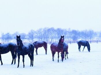 メジロ牧場「女たちがつなぐDNA」…ボサツ、ラモーヌ、ドーベルら競馬史に残る血脈とオーナー北野ミヤの強運を辿って《2011年閉業》＜Number Web＞ photograph by Seiji Sakaguchi