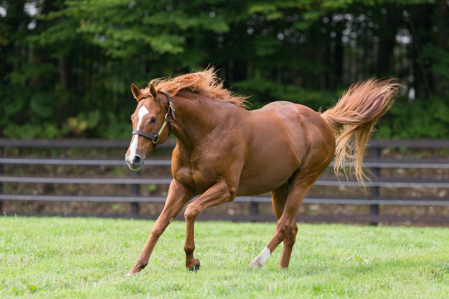 「世紀の暴れん坊」と呼ばれたオルフェーヴル（2018年撮影）　©Getty Images
