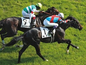 ［本来の適性はマイラー］キズナ「調教師が抱いた後悔」