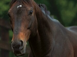 「すごいよ、モノが違う」ディープインパクトが”最強種牝馬”として遺したもの「世界中からいい繁殖牝馬を買い続けられたのはディープがいたから」