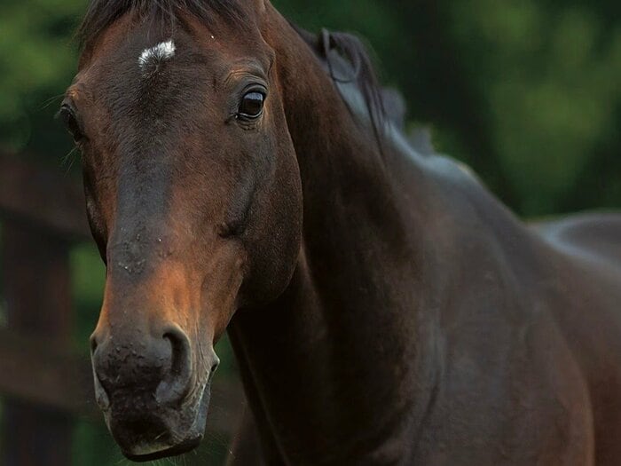 「すごいよ、モノが違う」ディープインパクトが“最強種牡馬”として遺したもの「世界中からいい繁殖牝馬を買い続けられたのはディープがいたから」＜Number Web＞ photograph by Photostud