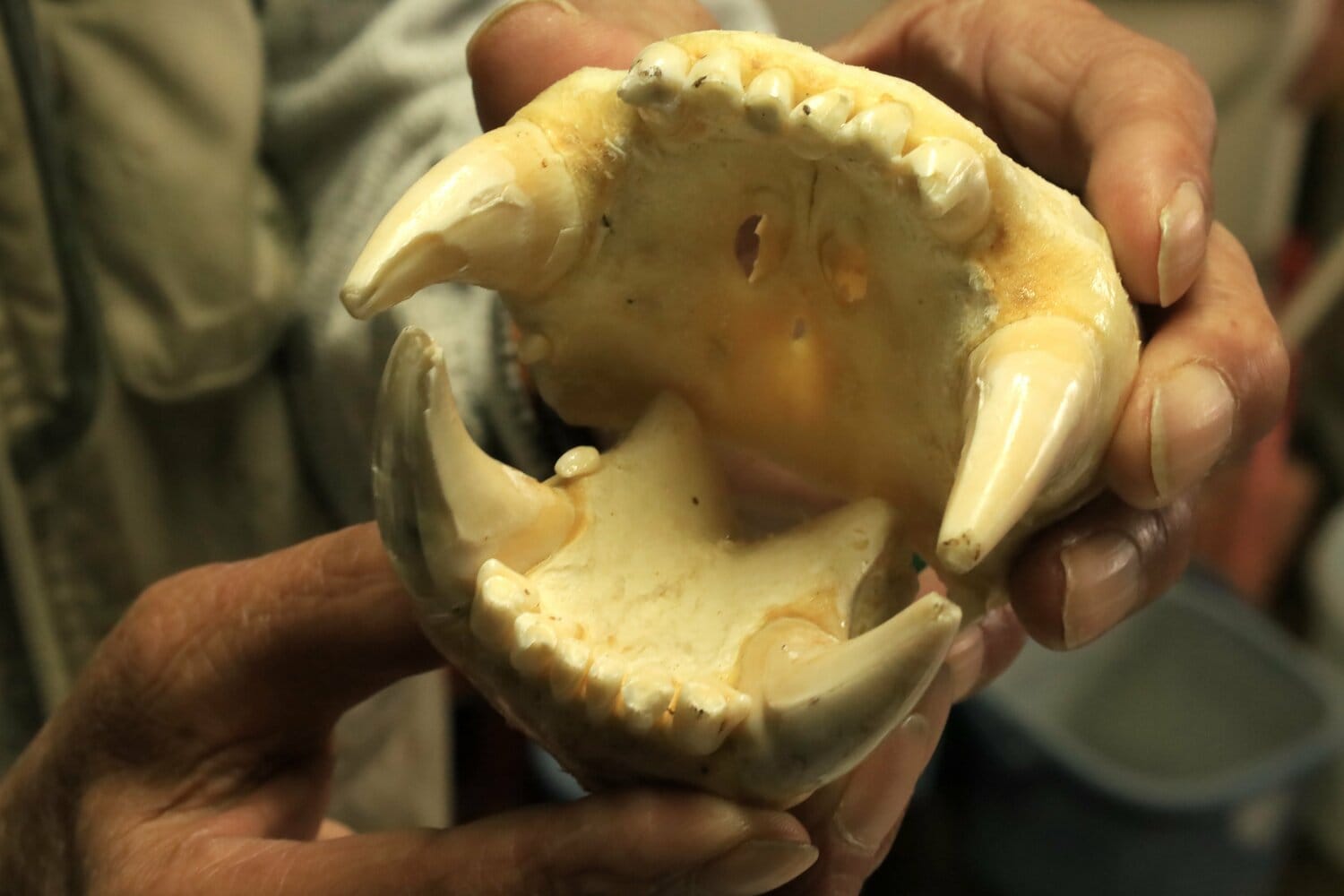 山田さんが過去に駆除したヒグマの顎骨。犬歯が噛む力の強烈さを物語っている 撮影:風来堂