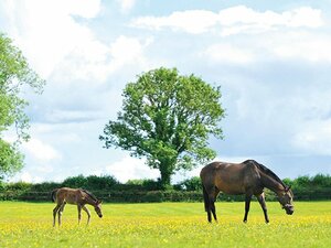 ＜最強牝馬は今＞ウオッカ「夢のつづきは」