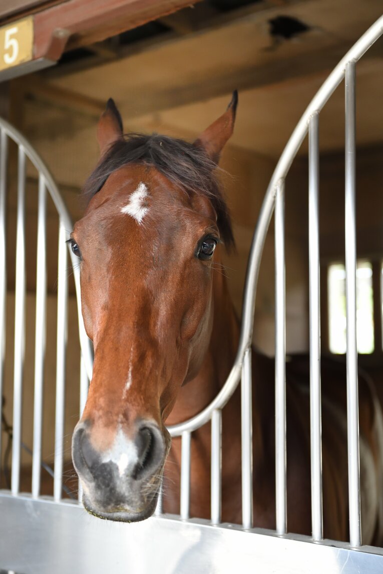 厩舎でのアーモンドアイ　©Keiji Ishikawa