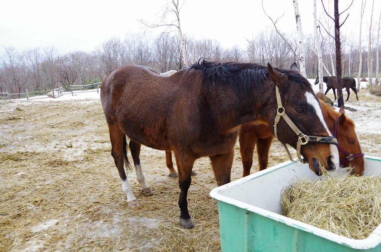 津波のなか生き残り、現在もホーストラスト北海道で元気に生活しているアドマイヤチャンプ（2016年撮影）