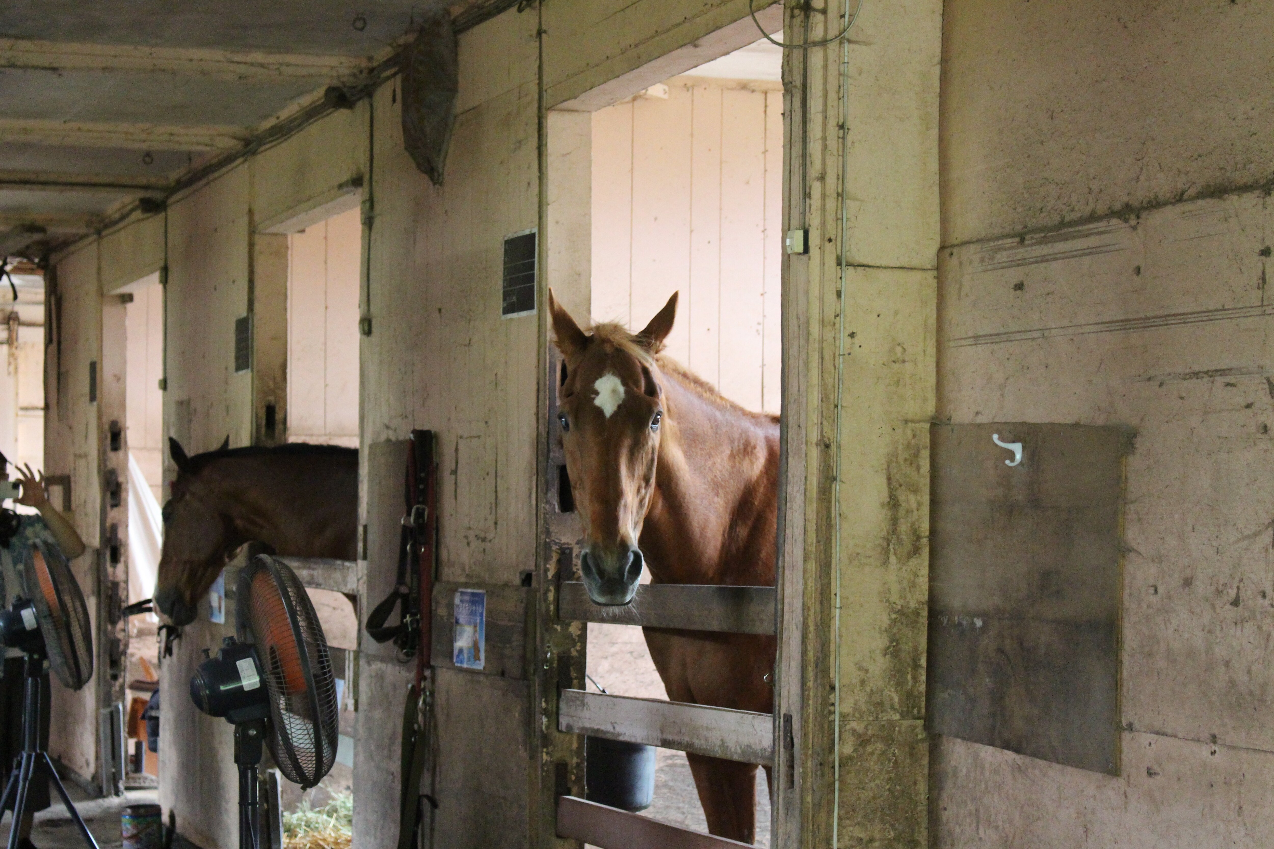 馬房でくつろぐタイキシャトルたち。暑さ対策で扇風機が設置されている　©The Retired Horse Association