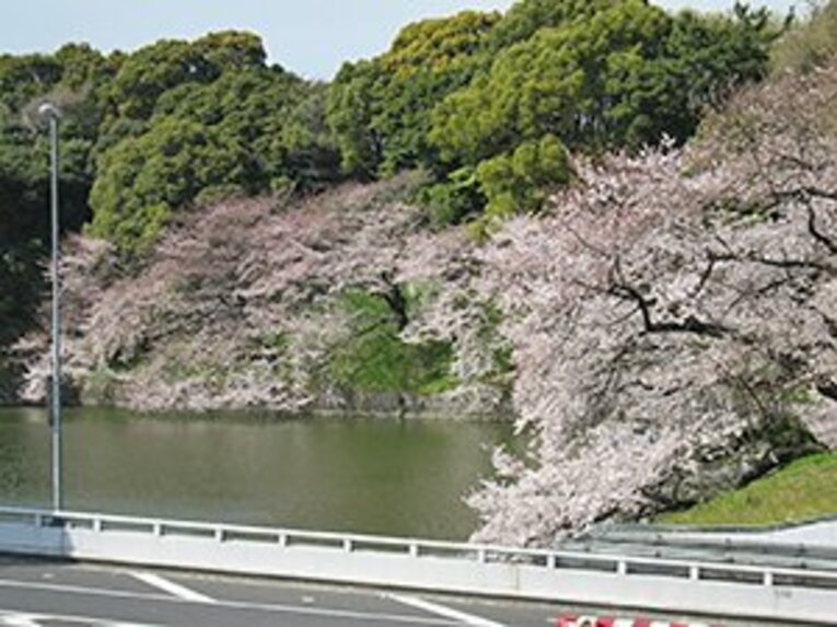 宴会自粛の千鳥ヶ淵、上野、谷中。桜の下で震災後の日本を考えた。(4)