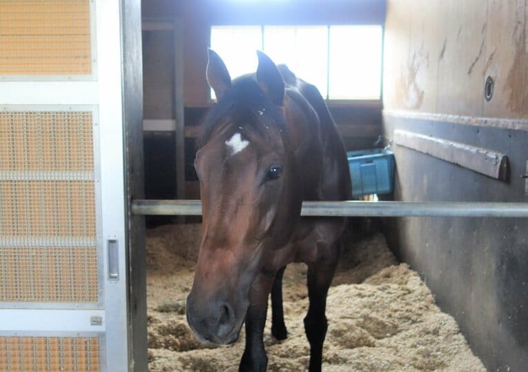 サートゥルナーリア