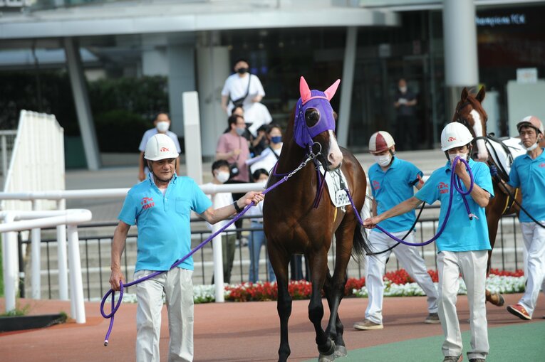 大井競馬場のパドックを周回するシテイタイケツ　写真提供：TCK（東京シティ競馬）