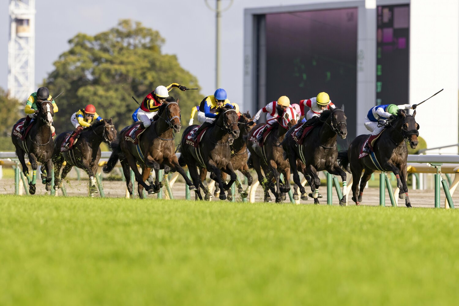 毎日王冠の最後の直線。左から3頭目がシュネルマイスター