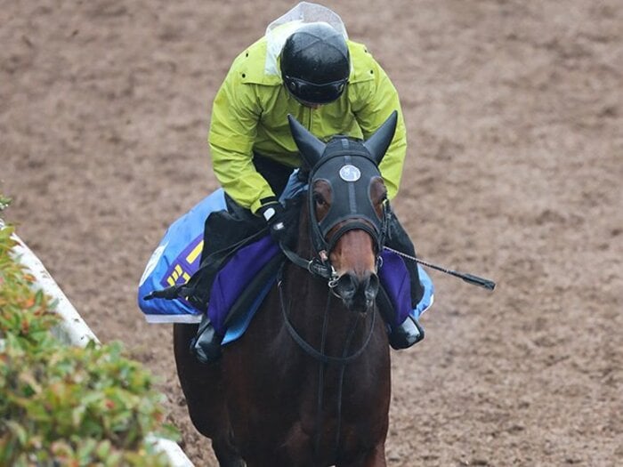 朝日杯が「2歳女王決定戦」になる!?ミスエルテがフランケル時代を創る。＜Number Web＞ photograph by Yuji Takahashi