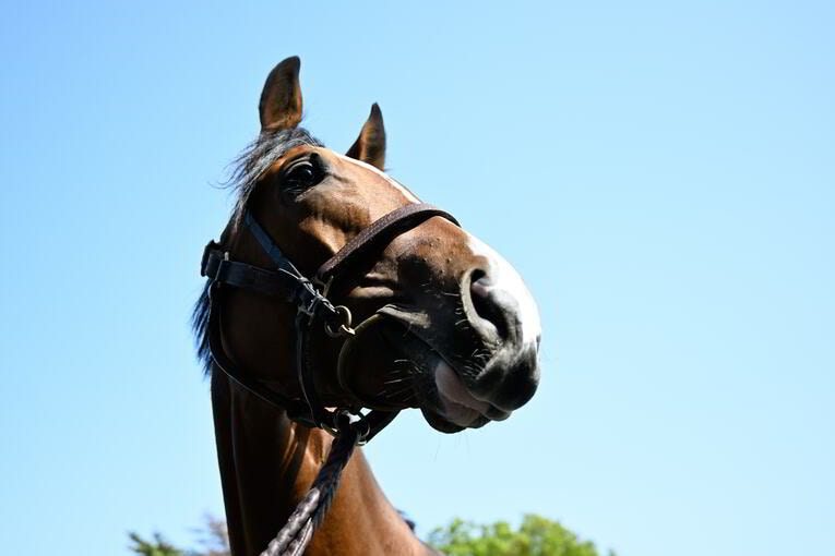 ソールオリエンスは“取材中も”くつろいでいた…記者が目撃した、ダービー1番人気の「名馬の風格」 武豊“絶賛”のファントムシーフも侮れない(8)